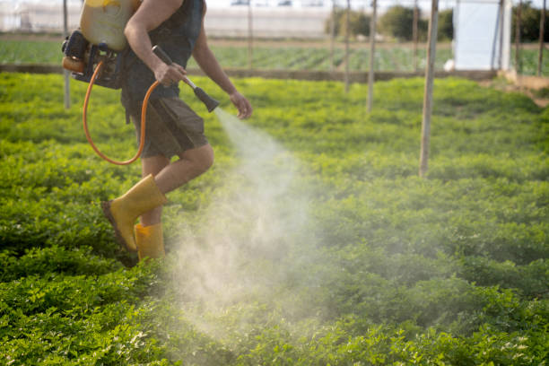 Wasp Removal Services in Odenville, AL