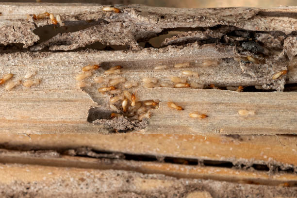 Best Affordable Pest Control Services  in Odenville, AL